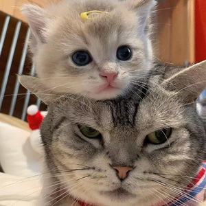 撕开她的胸罩猛吸奶头的视频
